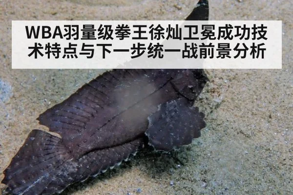 WBA羽量级拳王徐灿卫冕成功技术特点与下一步统一战前景分析